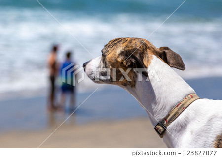 Brindle Whippet dog looking into the distance by ocean Brindle Whippet dog looking into the distance by ocean 123827077