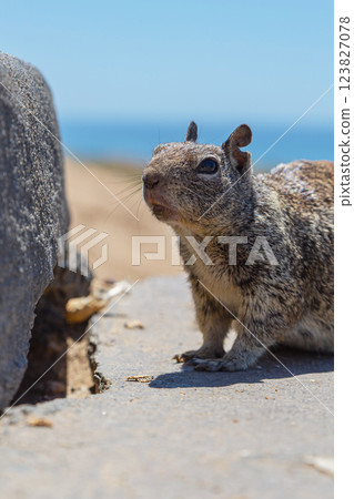 Curious Squirrel Staring Directly Into Camera Lens 123827078