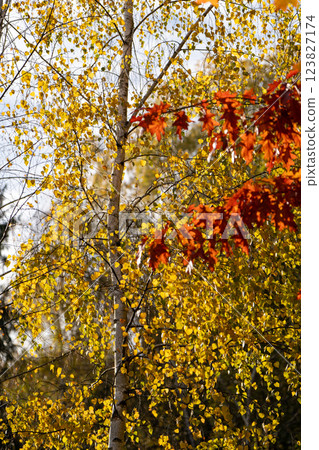 Beautiful birch tree with yellow leaves on a sunny autumn day. Autumn colors, nature concept Beautiful birch tree with yellow leaves on a sunny autumn day. Autumn colors, nature concept 123827174