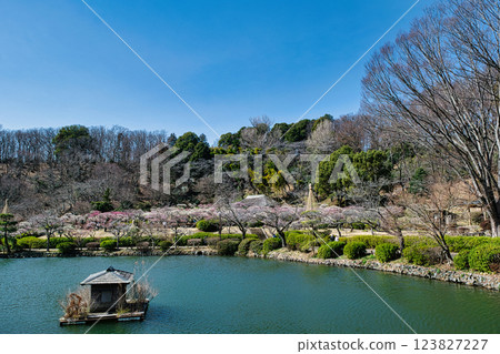 東京都町田市藥師池公園梅園,都指定名勝 東京都町田市藥師池公園梅園,都指定名勝 123827227