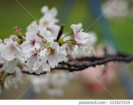 被雨淋濕的櫻花 123827229