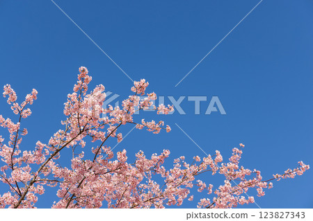 Kawazu cherry blossoms in full bloom 123827343