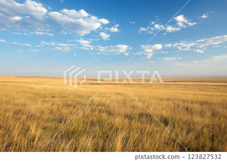 Golden grass stretching as far as the eye can see on a sunny day with scattered clouds 123827532