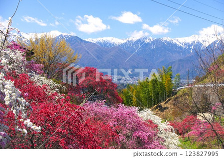 駒根市中澤的桃花與中央阿爾卑斯的春景 駒根市中澤的桃花與中央阿爾卑斯的春景 123827995