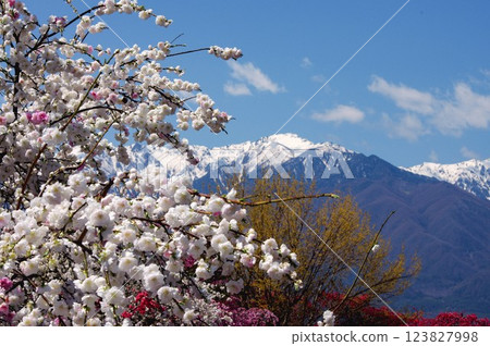 駒根市的桃花盛開,背景為中央阿爾卑斯山 駒根市的桃花盛開,背景為中央阿爾卑斯山 123827998