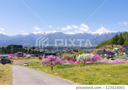 Spring scenery of peach blossoms in Nakazawa, Komagane City, the town and the Central Alps Spring scenery of peach blossoms in Nakazawa, Komagane City, the town and the Central Alps 123828001