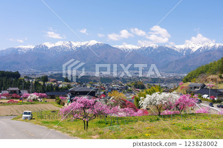 Spring scenery of peach blossoms in Nakazawa, Komagane City, the town and the Central Alps Spring scenery of peach blossoms in Nakazawa, Komagane City, the town and the Central Alps 123828002