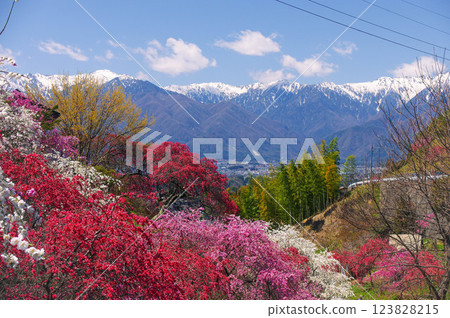 長野縣駒根市 - 中澤町和中央阿爾卑斯山的春日桃花風景 長野縣駒根市 - 中澤町和中央阿爾卑斯山的春日桃花風景 123828215