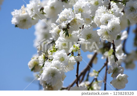桃花之鄉:駒根市中澤 桃花之鄉:駒根市中澤 123828320