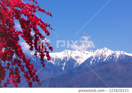 Peach blossoms blooming with the Central Alps in the background: Peach blossoms in Nakazawa, Komagane City 123828321