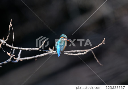 A female kingfisher perched on a tree branch (with an orange lower beak) A female kingfisher perched on a tree branch (with an orange lower beak) 123828337