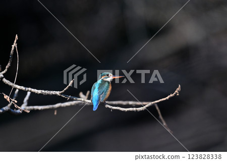 一隻雌性翠鳥棲息在樹枝上（下喙為橘色） 123828338