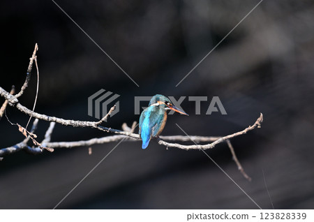 A female kingfisher perched on a tree branch (with an orange lower beak) A female kingfisher perched on a tree branch (with an orange lower beak) 123828339