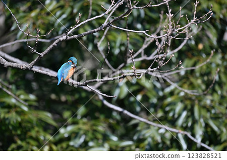 A male kingfisher perched on a tree branch (the lower beak is black) A male kingfisher perched on a tree branch (the lower beak is black) 123828521