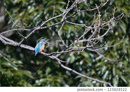 A male kingfisher perched on a tree branch (the lower beak is black) A male kingfisher perched on a tree branch (the lower beak is black) 123828522