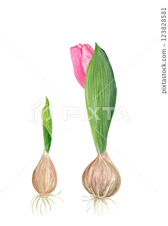 Flower bulbs with a sprout leaf watercolor illustration set isolated on white. Hand painted flower. High quality clip art perfect for mother's, women's day cards, posters, seed packages, decor design 123828581