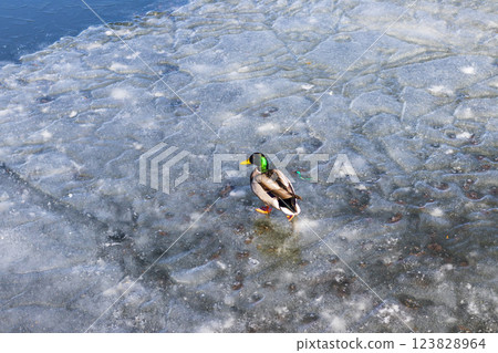Ducks on frozen lake. Animals  123828964