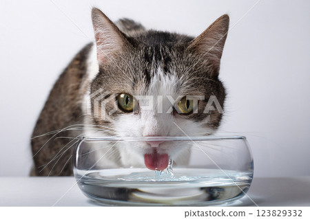 一隻貓從水碗喝水的正面圖 123829332