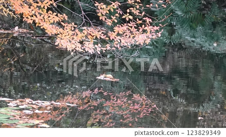 Autumn leaves reflected on the water 123829349