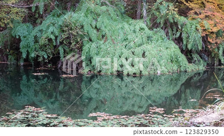 Autumn leaves reflected on the water 123829350