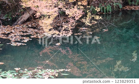 Autumn leaves reflected on the water 123829351