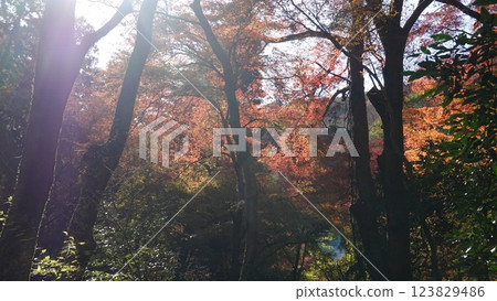 秋山 123829486