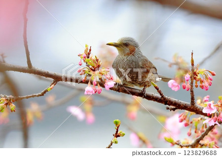 球莖 球莖 123829688