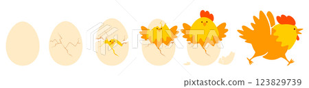 Chicken Hatching Stages Chicken Hatching Stages 123829739