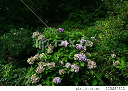 繡球花盛開在雨季的清除 繡球花盛開在雨季的清除 123829812