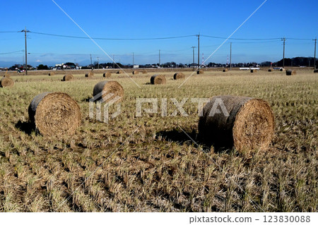 Rolls of rice straw for livestock farming lined up in rice fields. 123830088