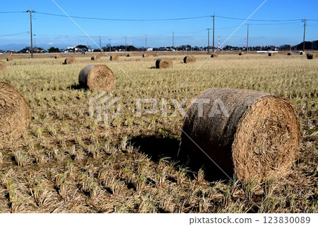 Rolls of rice straw for livestock farming lined up in rice fields. Rolls of rice straw for livestock farming lined up in rice fields. 123830089