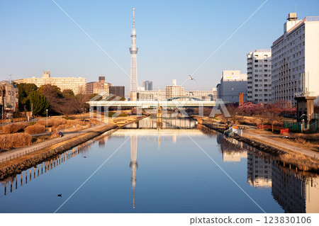 [Kawazu Cherry Blossoms] Early morning view of the Kyu-Nakagawa River, early-blooming cherry blossoms and black-tailed gulls 123830106