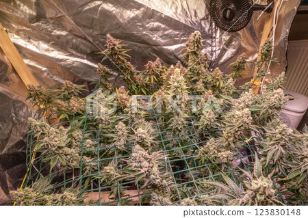 female blossom marijuana SoG Sea of Green net hemp cultivation technique Growing pot indoor bloom stage growth Medical female blossom marijuana SoG Sea of Green net hemp cultivation technique Growing pot indoor bloom stage growth Medical 123830148