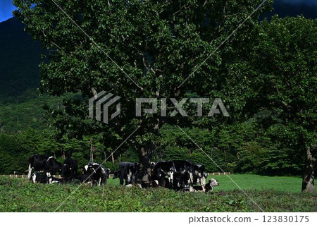 Grazed cow 123830175