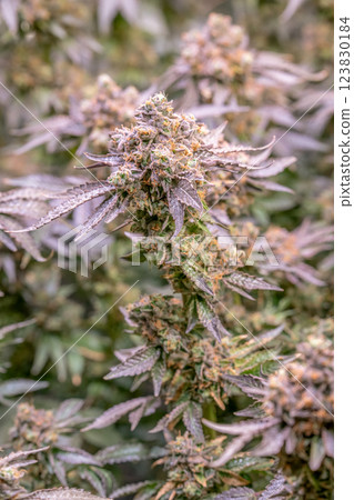 female blossom marijuana SoG Sea of Green net hemp cultivation technique Growing pot indoor bloom stage growth Medical 123830184