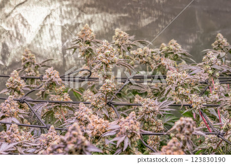 female blossom marijuana SoG Sea of Green net hemp cultivation technique Growing pot indoor bloom stage growth Medical female blossom marijuana SoG Sea of Green net hemp cultivation technique Growing pot indoor bloom stage growth Medical 123830190