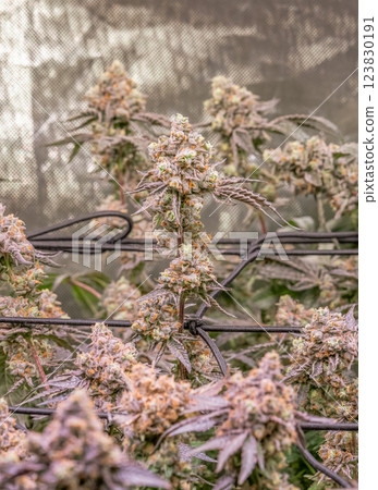 female blossom marijuana SoG Sea of Green net hemp cultivation technique Growing pot indoor bloom stage growth Medical female blossom marijuana SoG Sea of Green net hemp cultivation technique Growing pot indoor bloom stage growth Medical 123830191