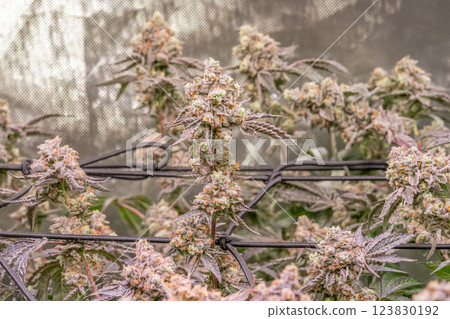 female blossom marijuana SoG Sea of Green net hemp cultivation technique Growing pot indoor bloom stage growth Medical female blossom marijuana SoG Sea of Green net hemp cultivation technique Growing pot indoor bloom stage growth Medical 123830192