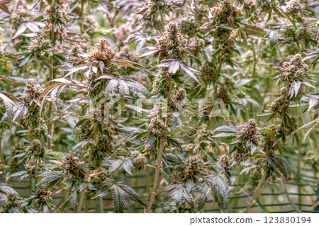 female blossom marijuana SoG Sea of Green net hemp cultivation technique Growing pot indoor bloom stage growth Medical 123830194