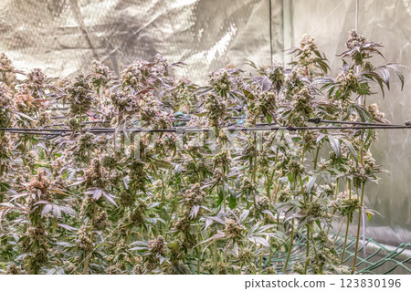 female blossom marijuana SoG Sea of Green net hemp cultivation technique Growing pot indoor bloom stage growth Medical female blossom marijuana SoG Sea of Green net hemp cultivation technique Growing pot indoor bloom stage growth Medical 123830196