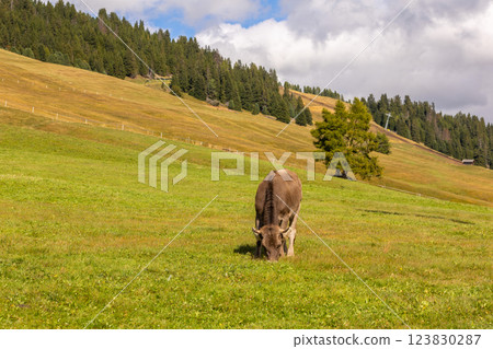 Cow eating grass on a green pasture 123830287