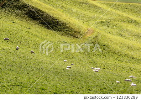 sheep eating grass on a green pasture 123830289