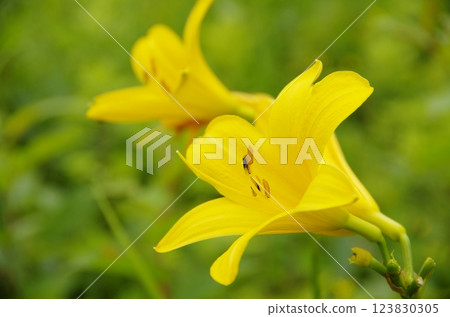 Nozori Kisuge Nozori Kisuge 123830305