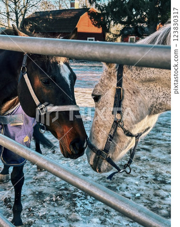 In the tranquil winter scene, horses warmly greet each other through a fence on a snowy day 123830317
