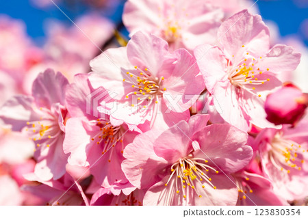 [Kawazu Sakura] Early-blooming cherry blossoms at the old Nakagawa River 123830354