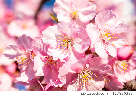 [Kawazu Sakura] Early-blooming cherry blossoms at the old Nakagawa River 123830355
