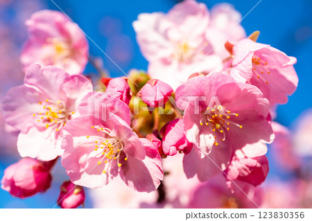 [Kawazu Sakura] Early-blooming cherry blossoms at the old Nakagawa River 123830356