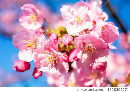 [Kawazu Sakura] Early-blooming cherry blossoms at the old Nakagawa River 123830357