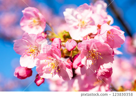 [Kawazu Sakura] Early-blooming cherry blossoms at the old Nakagawa River 123830358