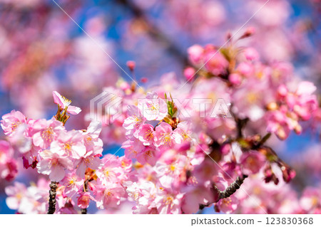 [Kawazu Sakura] Early-blooming cherry blossoms at the old Nakagawa River 123830368